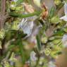 Rosmarinus officinalis L. Lamiaceae - Romarin