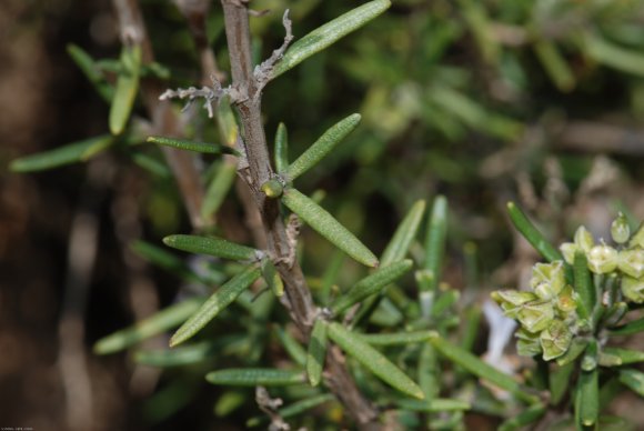 Rosmarinus officinalis L. Lamiaceae - Romarin