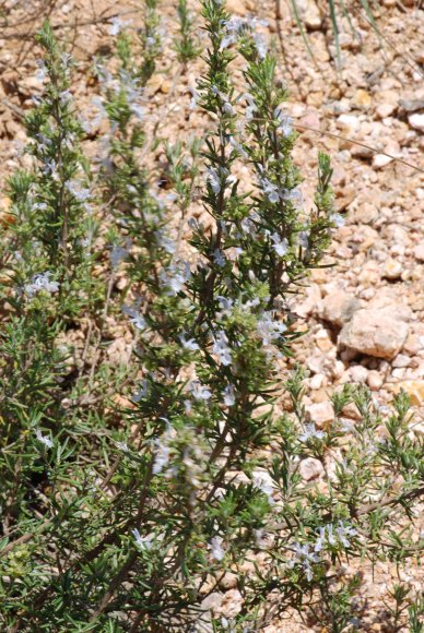 Rosmarinus officinalis L. Lamiaceae - Romarin