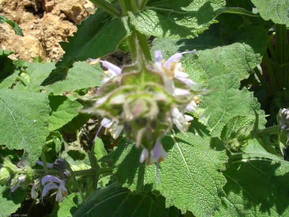 Salvia sclarea L. Lamiaceae - Sauge sclarée