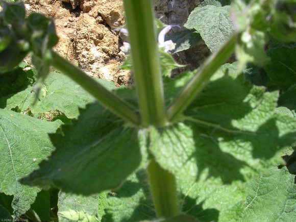 Salvia sclarea L. Lamiaceae - Sauge sclarée