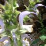 Salvia sclarea L. Lamiaceae - Sauge sclarée