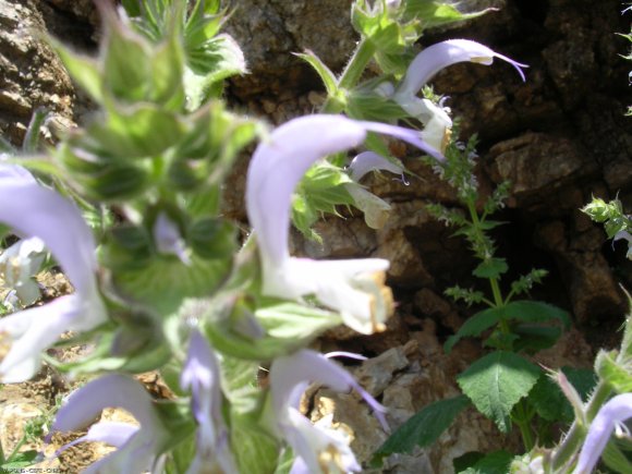 Salvia sclarea L. Lamiaceae - Sauge sclarée