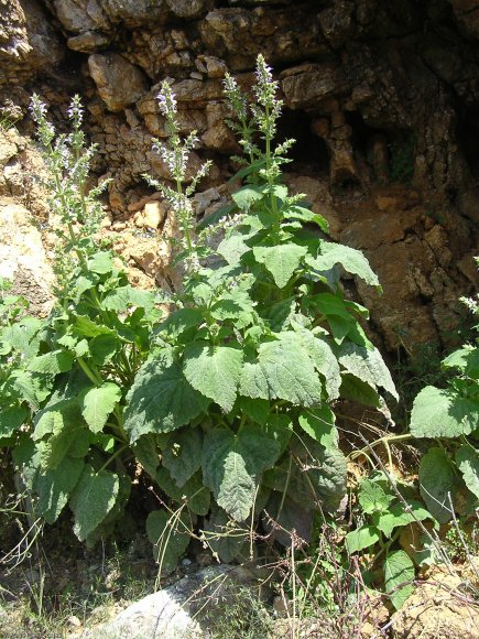 Salvia sclarea L. Lamiaceae - Sauge sclarée