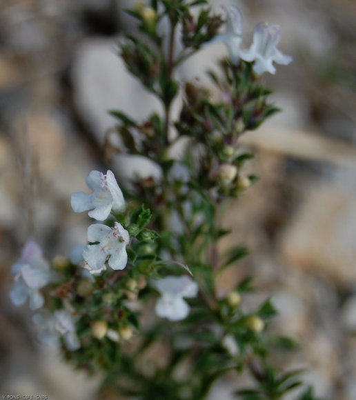 Satureja montana L. Lamiaceae-Sarriette