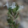 Satureja montana L. Lamiaceae-Sarriette