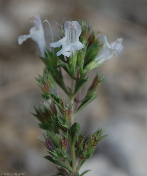 Satureja montana L. Lamiaceae-Sarriette