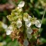 Teucrium flavum L. Lamiaceaee - Germandrée jaune