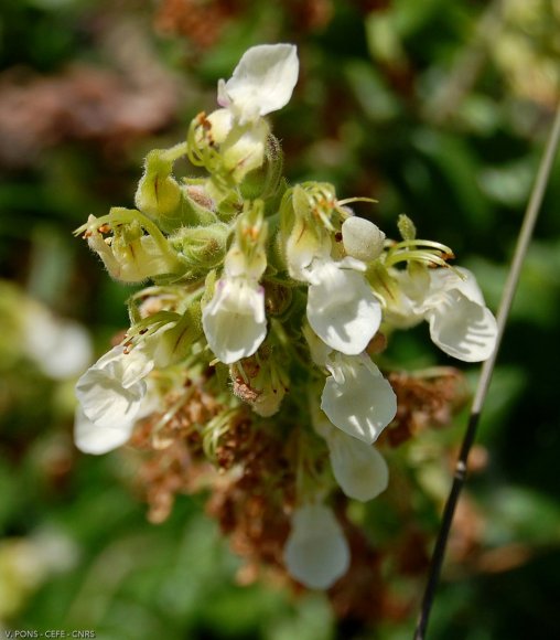 Teucrium flavum L. Lamiaceaee - Germandrée jaune