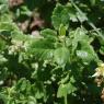 Teucrium flavum L. Lamiaceaee - Germandrée jaune