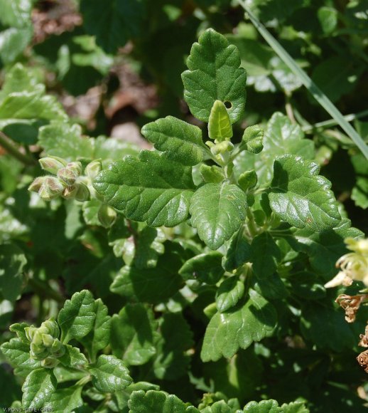 Teucrium flavum L. Lamiaceaee - Germandrée jaune