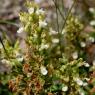 Teucrium flavum L. Lamiaceaee - Germandrée jaune