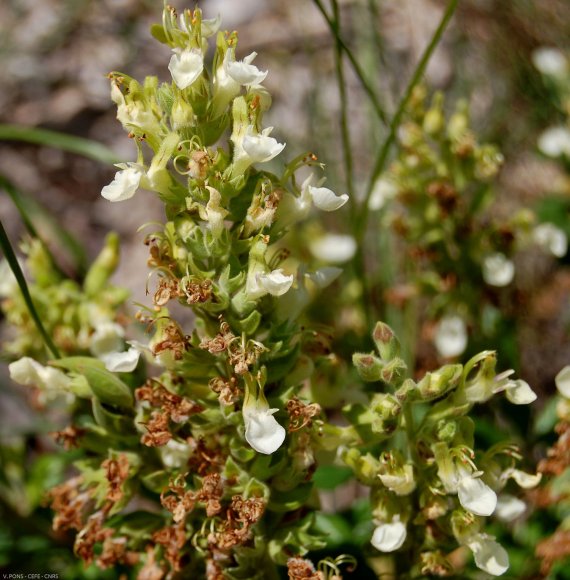 Teucrium flavum L. Lamiaceaee - Germandrée jaune