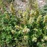 Teucrium flavum L. Lamiaceaee - Germandrée jaune