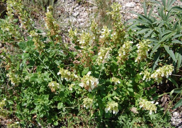 Teucrium flavum L. Lamiaceaee - Germandrée jaune