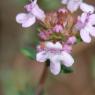 Thymus vulgaris L. Lamiaceae - Thym