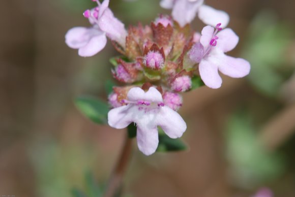 Thymus vulgaris L. Lamiaceae - Thym