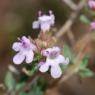 Thymus vulgaris L. Lamiaceae - Thym