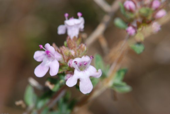 Thymus vulgaris L. Lamiaceae - Thym