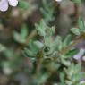 Thymus vulgaris L. Lamiaceae - Thym