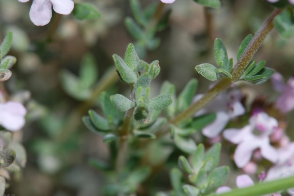 Thymus vulgaris L. Lamiaceae - Thym