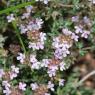 Thymus vulgaris L. Lamiaceae - Thym