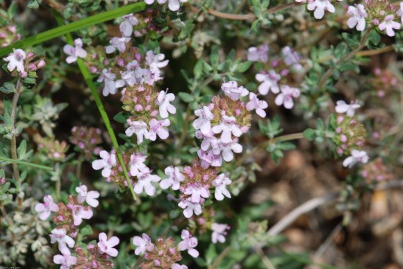 Thymus vulgaris L. Lamiaceae - Thym