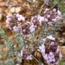 Thymus vulgaris L. Lamiaceae - Thym