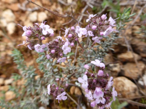 Thymus vulgaris L. Lamiaceae - Thym