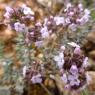 Thymus vulgaris L. Lamiaceae - Thym