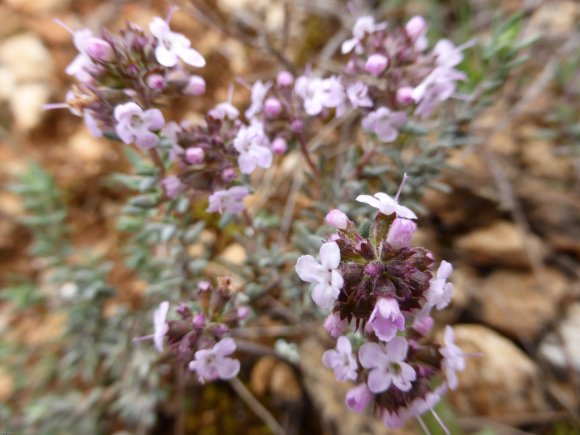 Thymus vulgaris L. Lamiaceae - Thym