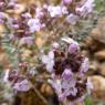 Thymus vulgaris L. Lamiaceae - Thym