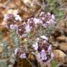 Thymus vulgaris L. Lamiaceae - Thym