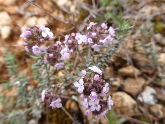 Thymus vulgaris L. Lamiaceae - Thym