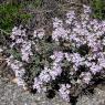 Thymus vulgaris L. Lamiaceae - Thym