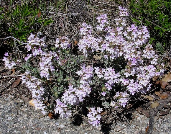 Thymus vulgaris L. Lamiaceae - Thym