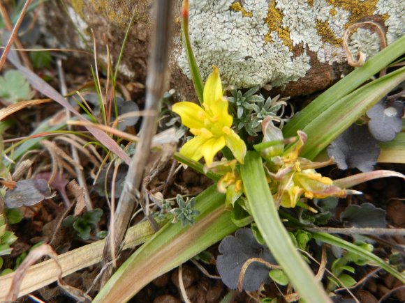 Gagea granatelli (Parl.) Parl. Liliaceae - Gagée de Granatelli