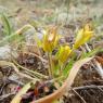 Gagea granatelli (Parl.) Parl. Liliaceae - Gagée de Granatelli