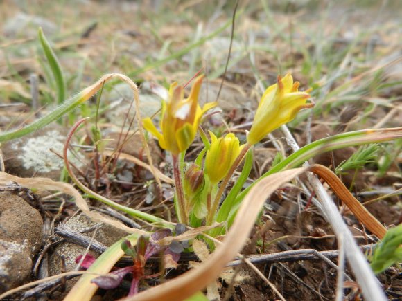 Gagea granatelli (Parl.) Parl. Liliaceae - Gagée de Granatelli