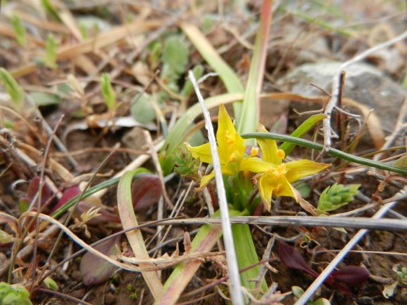 Gagea granatelli (Parl.) Parl. Liliaceae - Gagée de Granatelli