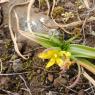 Gagea granatelli (Parl.) Parl. Liliaceae - Gagée de Granatelli