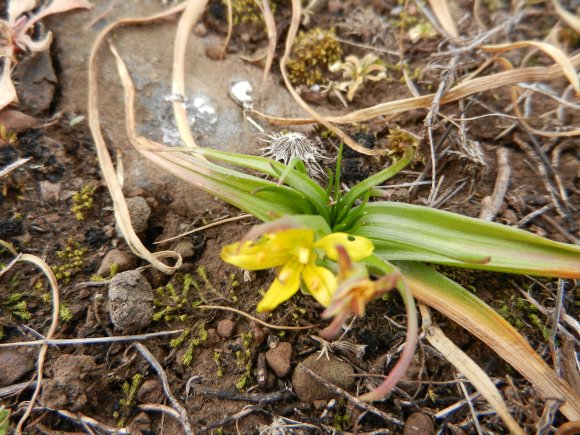 Gagea granatelli (Parl.) Parl. Liliaceae - Gagée de Granatelli