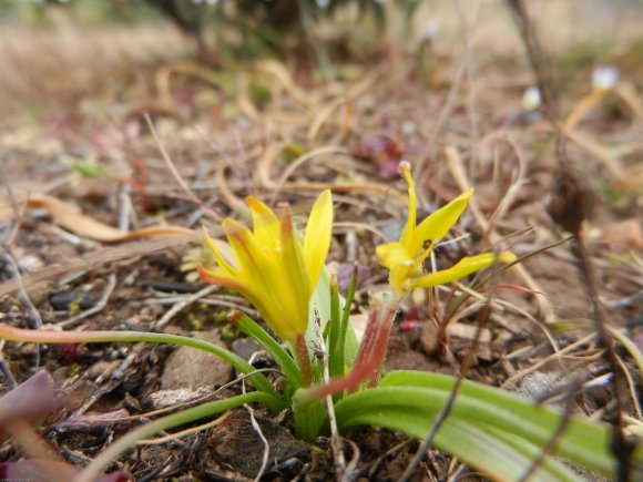 Gagea granatelli (Parl.) Parl. Liliaceae - Gagée de Granatelli