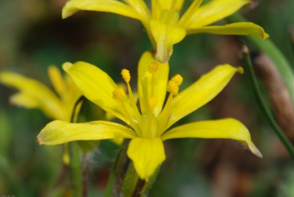 Gagea lacaitae A.Terracc. Liliaceae