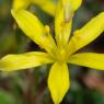 Gagea lacaitae A.Terracc. Liliaceae