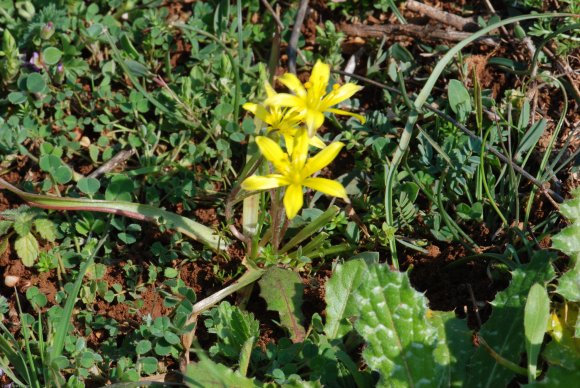 Gagea lacaitae A.Terracc. Liliaceae