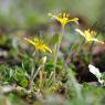 Gagea lacaitae A.Terracc. Liliaceae