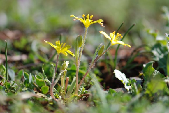 Gagea lacaitae A.Terracc. Liliaceae