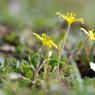 Gagea lacaitae A.Terracc. Liliaceae