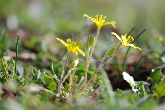 Gagea lacaitae A.Terracc. Liliaceae